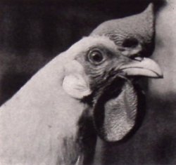 TAUBEN, HÜHNER &amp; Co